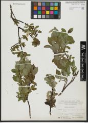 Foto von Salix hastata L.
